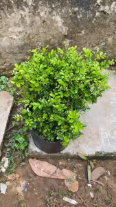Cây Nguyệt Quế Thái Lá Nhỏ - Tổng thể tầm 20-30 cm - Chịu nắng tốt!