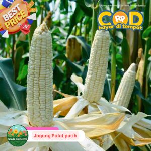 100 BUTIR BIJI/BENIH JAGUNG PULUT KETAN PUTIH