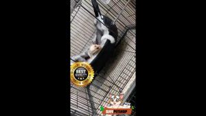 Sleeping Pouch Kora Tempat Tidur Sugar Glider