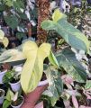 tanaman hias philodendron violin Golden  bipenifolium/ violin yellow / vilolin varigata / tanaman bunga cantik / tanaman indoor dan outdoor. 