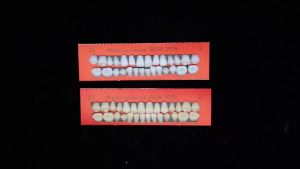 28pcs Resin Denture Teeth Practice Dental Training Teeth Model Permanent Resin Set for Dentistry Teaching Oral Materials