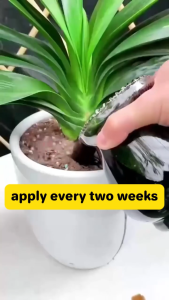 Must-have for home gardening pengaktif tanah Improves soil promotes growth soil activator Works on any soil. Amazing results Vege & Fruit &Plants Baja baja penggalak akar 土壤活化剂