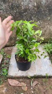 Cây Cúc Tần Ấn Độ - Dây leo chịu nắng - Cho ban công thêm xin xắn!