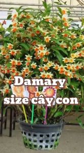 Hoa lan damary 3 lưỡi size cây giống cao 5-10cm