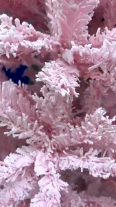 Cây Thông Hồng Phủ Tuyết C13 Cao 30CM -> 90CM Loại Tán Lá Dày Rậm TTNTSS396