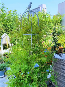 145cm*28cm โครงกุหลาบ เบอร์ดี้ ซุ้มกุหลาบ ซุ้มกุหลาบเลื้อย โครงกุหลาบเลื้อย ซุ้มไม้เลื้อย เหล็กแข็งแรง ท่อเหล็กเคลือบ PE กันสนิม กระถางต้นไม