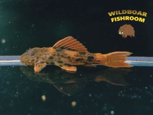 L600 leopard cactus pleco | Live Fish