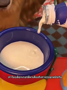 ชามอาหารสัตว์เลี้ยง ชามอาหารหมาแมว ปรับความสูงได้ วัสดุ PP การออกแบบถ้วยดูดลื่น Dog Bowl ชามอาหารแมว Good Day mall ชามอาหารสัตว์เลี้ยง ชามสุนัข ชามแมว มียางกันลื่น น่ารักสุดๆ พาสเทลหวานๆ แยกชิ้นล้างง่าย ใช้ได้ทั้งน้ำและอาหาร