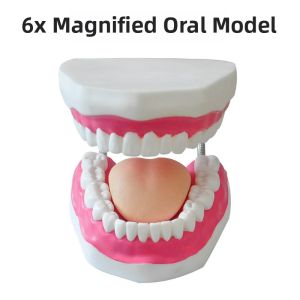 Baby Teeth Training Model Oral Muscle Teaching Tool for Kindergarten Early Education Brushing Teeth Speech Children Props