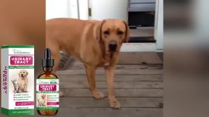YEGBONG | Thức Ăn Bổ Sung Sức Khỏe Thận Yegbong Pet Care Cho Chó & Mèo - Công Thức Tự Nhiên Tăng Cường Sức Sống Với Thành Phần Dịu Nhẹ