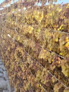 Natural Large Variety Grape Dried Fruits without Additives 500g Traditional Sun-Dried from Turpan Xinjiang Snacks Nuts Specialties