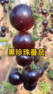 Cherry Tomato Black Pearl SeedsBenih Tomato Ceri Hitam (25 Seeds)