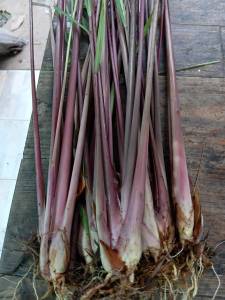 ต้นพันธุ์ตะไคร้หอม 1กิโลกรัม