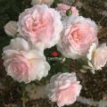 Hoa hồng Misaki Rose - hoa thơm, dễ trồng, hồng bụi. 