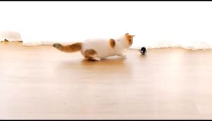 Interactive Dog Cat Ball Toy USB Charging Indoor Puppy Cats Automatic Cat Toy Self-Rolling Cat Ball Toy Self-Rotating Pet Exercise Toy