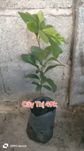 Cây thị 49k cây khỏe.