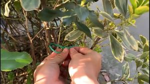 Isi 50 Tali Pengikat Tanaman 13cm Plant Tie Garden Kabel Pengikat Plastik Adjustable Untuk Tanaman Merambat Garden