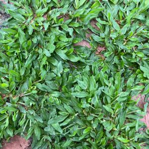 ไม่ได้ตัดตลอดไปแน่นอน หญ้าหนัก 0.5 kg พื้นที่ปลูก 1 ตารางเมตร ชุดของหนังสือ หญ้าไทเป