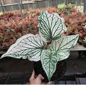 KELADI WAYANG PUTIH RIEL100%