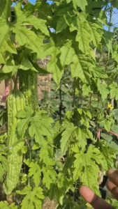 Benih Pare KAWANG 10 gram Cap JAWARA Vigor Lebat Mudah Dirawat