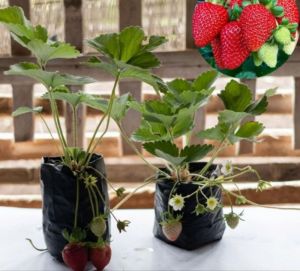 Bibit tanaman strawberry Jumbo California Bibit buah Stroberi Besar