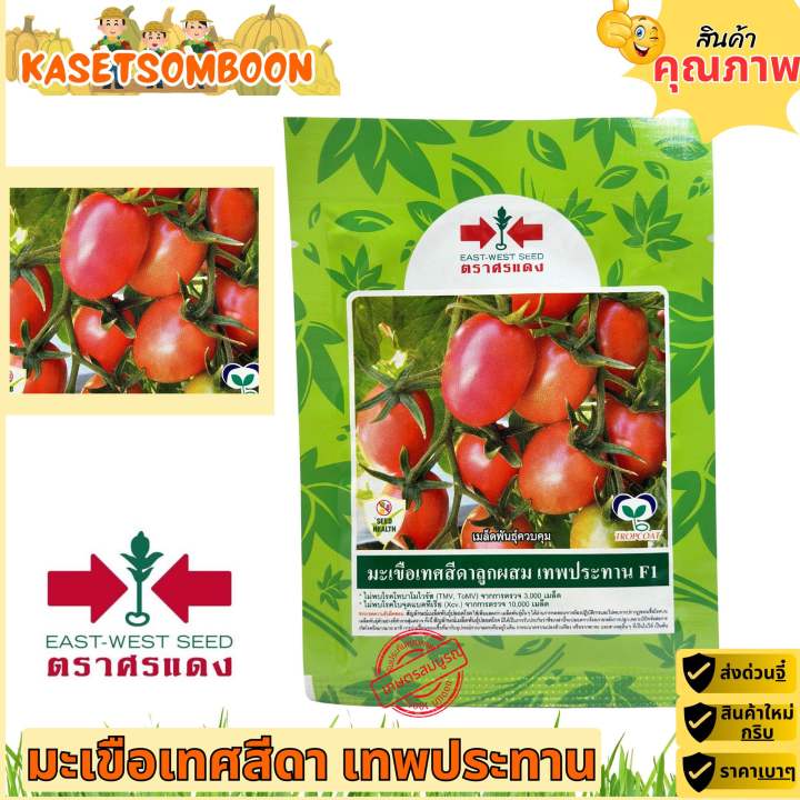 5 อันดับ เมล็ดพันธุ์มะเขือ ยี่ห้อไหนดี? ปลูกง่าย โตไว ได้ผลผลิตคุ้มค่า อัปเดตปี 2025