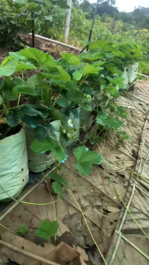 ต้นสตอเบอรี่ พันธ์ุ 80 (ต้นใหญ่ ติดดอก ติดไหล) ราคาพิเศษ