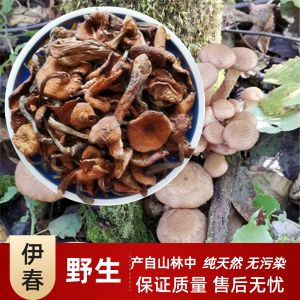 Northeast China Wild Hazelnut Mushroom Dried No Root Natural Sun-dried Edible Fungus Mushroom for Home Use 500g Bag