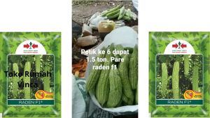 BENIH BIBIT PARE PARIA HIJAU RADEN F1 ISI 50 BUTIR CAP PANAH MERAH