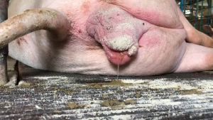 Biik Drying Powder for newborn piglets & pre-weaned pigs 1KG