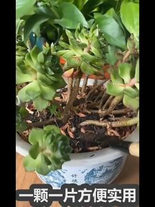 Sweet Belly เม็ดกำจัดเพลี้ย  ไม่ทำร้ายพืช ยากำจัดสัตรูพืช  ปราศจากฮอร์โมน ปรับปรุงดิน