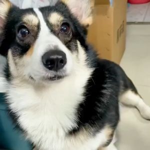 400ml Dog Shampoo Pet Cat Puppy Shampoo Shower Gel foam