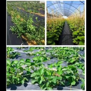 COD  ANTI GRASS BARRIER FABRIC FOR GREEN HOUSE AND GARDENS -INHIBITS WEED GROWTH