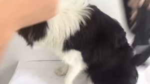 Đai yếm ngực cho Chó có đệm lưng (Không có dây dắt) - Love pets shop