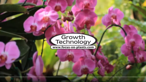 Hydroponic Houseplant Focus pH Stable Liquid Fertilizer for Monstera Alocasia Calathea Caladium Philodendron Coleus Anthurium Dracaena Sansevieria Strelitzia Hoya Begonia.