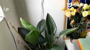 GVARD Handgrip dari 5-60 kg/adjustable Exerciser Counterolahraga tangan gym Alat bantu fitness Otot lengan