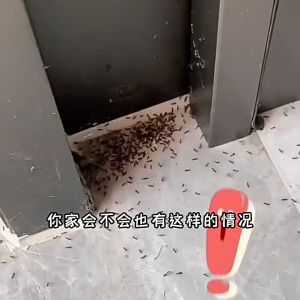 Ant Powder Killing Ants Indoor Kitchen Insecticide Insecticide Repellent