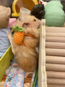 Decorative Hamster Backpack Snack Storage Bag Toy for Small Pets Golden Retriever Guinea Pig Chinchilla Cavy Rabbit Accessories