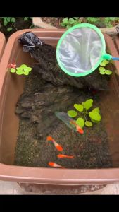 Vợt Nano Tròn vớt cá artermia bobo