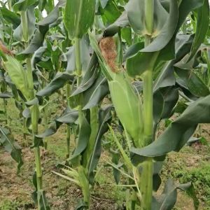 Hạt giống ngô nếp lai F1 Wax50 Sygenta gói 500 gram