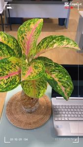 รวยเก้าชั้น หรือสำเภาทอง(ไซซ์ใหญ์)  (จำนวน 1 ต้น)เลี้ยงน้ำได้ ไม้เลี้ยงน้ำ ต้นไม้ ไม้น้ำ