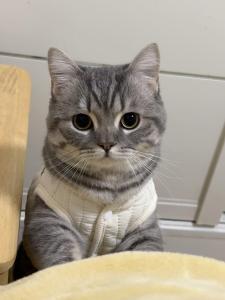 Warm Cotton Vest for Cats And Dogs Autumn Winter Pet Clothes Tiger Spotted Pattern Golden Gradient Bear Dog Clothes Accessories