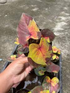 บอนสี ซันเซท กระถาง 4 นิ้ว