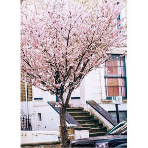 Oil Painting By Numbers Sakura Deer City DIY Number Drawing Canvas Pictures By Numbers Home Decor Large Size