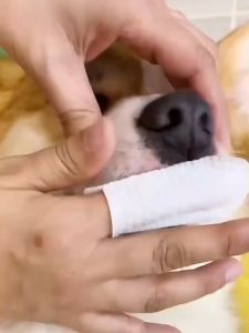 PC-1143 ผ้าเช็ดฟันหมา เเมว 50pcs ลดคราบหินปูน แปรงฟัน ขจัดกลิ่นปาก พร้อมส่ง