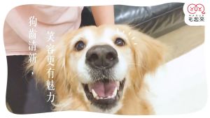 MAOWASH SHINE! Enzymatic Pet Toothpaste