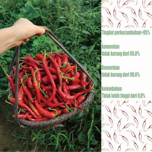 Benih Bibit Cabai Diimpor Dari Jepang - Benih Cabai Rawit Red Cluster Pepper Seeds