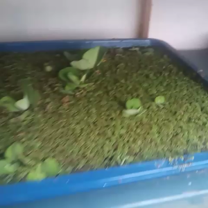 Azolla Segar Kemasan Aman  Tahan Perjalanan Jauh Siap Tanam azola murah berkualitas Garansi Pengembalian Dana