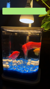 mini Aquarium Small Fish Tank with Adjustable LED Light Rimless Beta Aquarium Desktop Nightlight Fish Tank