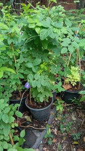 อัญชัน กระถาง 11 นิ้ว ต้นสวย (กทม)